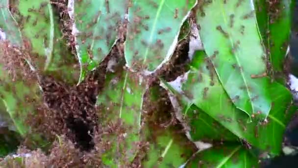 Red Ants Walking Out Nest — Stock Video