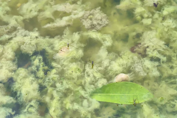 Schaatsenrijder Water Striders Rondkomen Van Vuil Water — Stockfoto