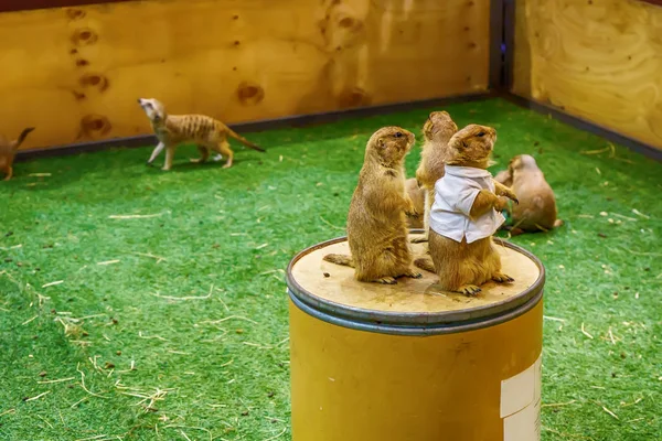 Prairie Hund Poser Fotografi Det Små Däggdjur Samma Familj Som — Stockfoto