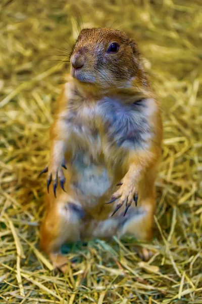 Prairie Dog Son Poses Fotografía Son Mamíferos Pequeños Están Misma —  Fotos de Stock