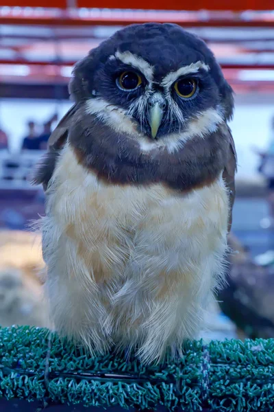 Owl Artificial Grass Rod Popular Pet Thailand — Stock Photo, Image