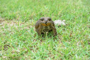 Kurbağa doğa arka plan üzerinde çimenlerin üzerinde poz.