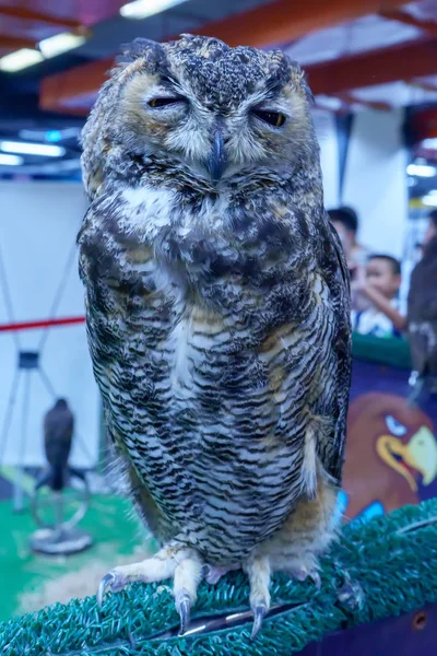 Coruja Haste Grama Artificial Animal Estimação Popular Tailândia — Fotografia de Stock