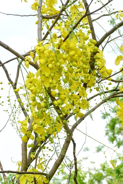 Cassia Fistula Conosciuta Come Albero Dorato Della Doccia Con Altri — Foto Stock