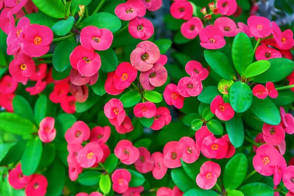 ชหนามหร ชคร อหนามคร นสายพ ของพ ชดอกในตระก ลกระต Euphorbiae — ภาพถ่ายสต็อก