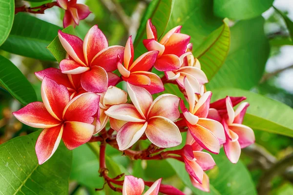 Plumeria Flowers Beautiful Popular Thailand — Stock Photo, Image