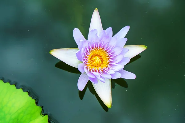 Lotus Ist Bunt Und Schön Teichen Ist Ein Symbol Des — Stockfoto