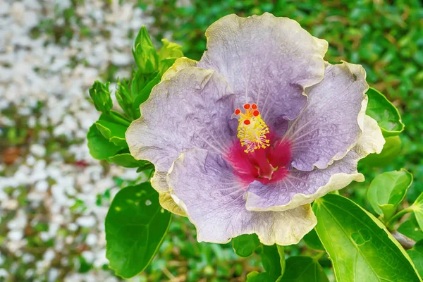 ハイビスカスの花は多くの色 庭の美しい — ストック写真