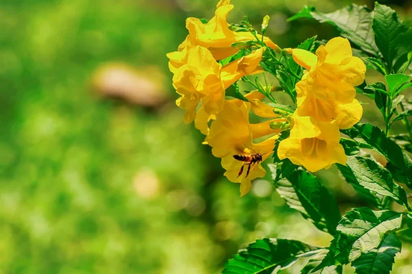 Arı polen cascabela thevetia gelen bir doğa arka plan üzerinde yemek.