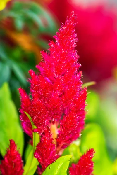 Celosia Argentea Χτένα Του Ασημένιου Κόκορα Φόντο Της Φύσης — Φωτογραφία Αρχείου