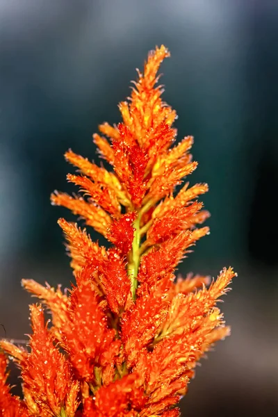 Celosia Argentea 수탉의 배경에 — 스톡 사진