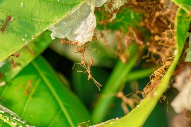Mango yapraklarda yuva içinde ve dışında yürüyüş kırmızı karıncalar.