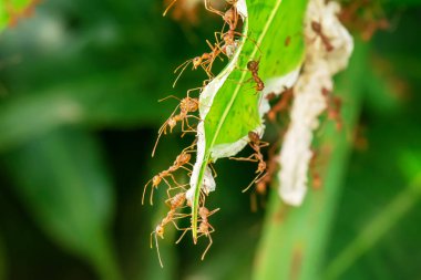 Mango yapraklarda yuva içinde ve dışında yürüyüş kırmızı karıncalar.
