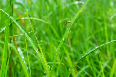 The insect on the grass on a nature background. clipart