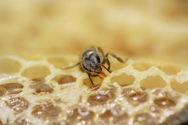 Nido Apis Florea Consiste Embrión Adulto Agua Dulce Apis Florea —  Fotos de Stock