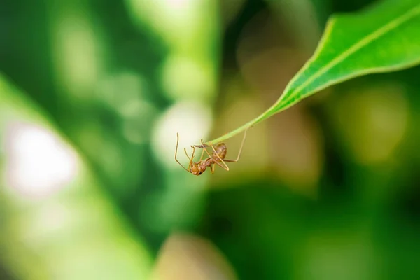 Ενιαίο Κόκκινο Μυρμήγκι Μόνο Στα Φύλλα Μάνγκο — Φωτογραφία Αρχείου