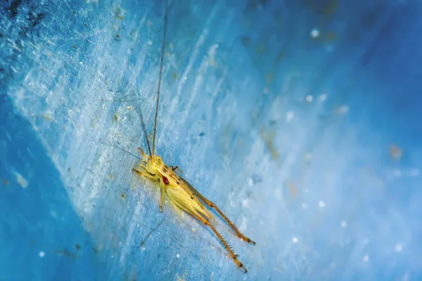 Cavalletta Sul Terreno Metallico Uno Sfondo Naturale — Foto Stock