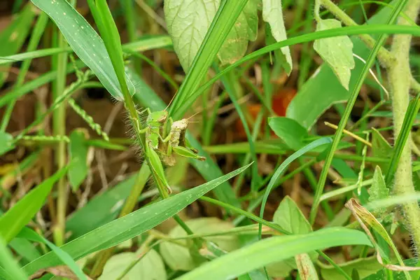 Groene Sprinkhaan Zijn Fokken Een Natuur Achtergrond — Stockfoto