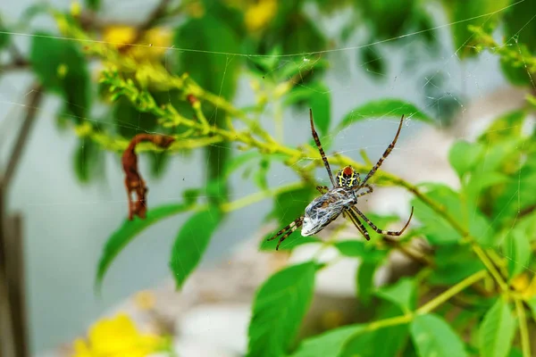 Αράχνη Φάτε Μέλισσα Έναν Ιστό Αράχνης — Φωτογραφία Αρχείου