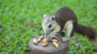Sincap parkta ağaç fındık yemek.