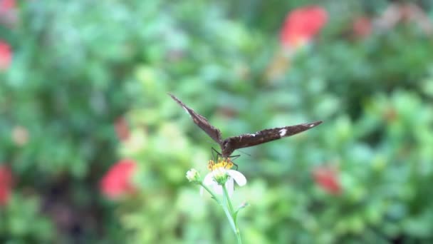 Μαύρη Πεταλούδα Peeing Για Λουλούδι Στο Πάρκο — Αρχείο Βίντεο