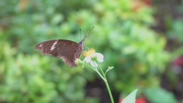 Papillon Qui Mange Pollen Dans Parc — Video