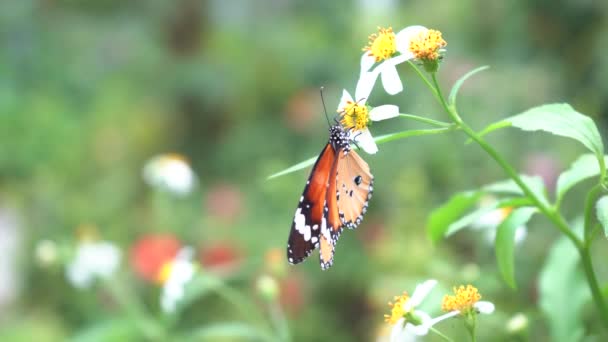 Vlinder Stuifmeel Eten Het Park — Stockvideo