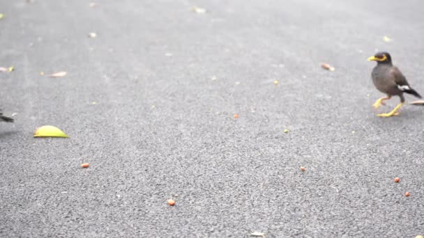 Myna Fågel Hitta Mat Bottenvåningen Parken — Stockvideo