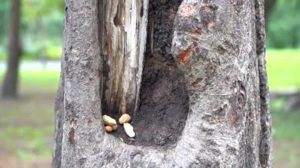 Ardilla Caminando Encontrar Comida Árbol Parque — Vídeo de stock