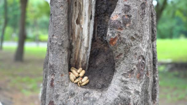 Sincap Parkta Ağaç Fındık Yemek — Stok video