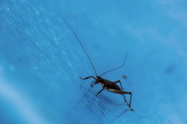 Böcek doğa arka plan üzerinde metal zemin üzerinde.