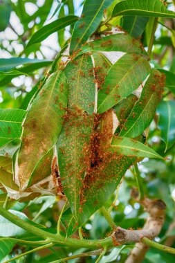 Mango yapraklarda yuva içinde ve dışında yürüyüş kırmızı karıncalar.