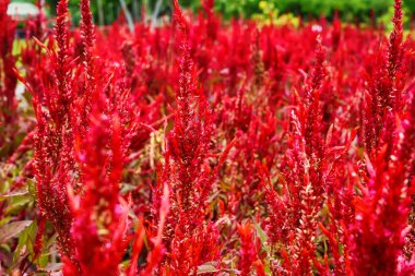 Celosia argentea mı yoksa arka planda gümüş horoz tarağı mı?.