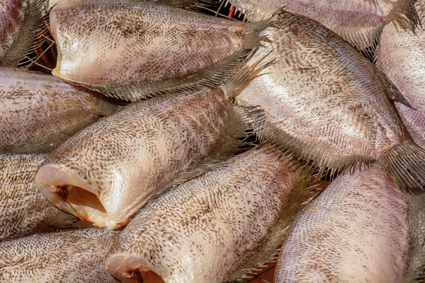 Trichogaster Pectoralis Fisken Torkning Solen Till Salu — Stockfoto