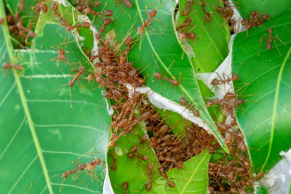Mango yapraklarda yuva içinde ve dışında yürüyüş kırmızı karıncalar.