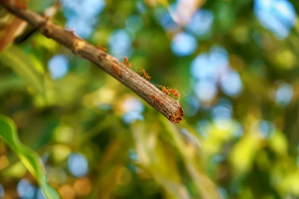 The red ants walking in and out of the nest on the mango leaves.