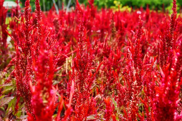 Celosia argentea mı yoksa arka planda gümüş horoz tarağı mı?.