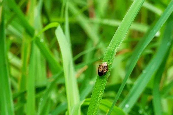 Das Insekt Auf Dem Gras Vor Dem Hintergrund Der Natur — Stockfoto