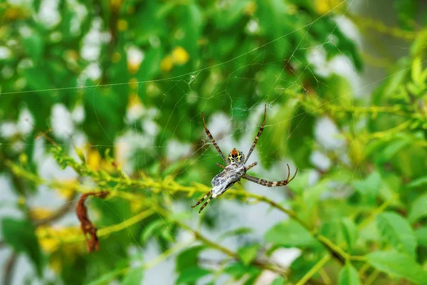 Павук Їсть Бджолу Павутині — стокове фото