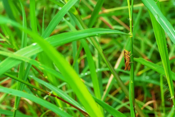 Grasshopper Grass Nature Background — Stock Photo, Image