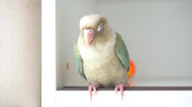 Yeşil yanaklı muhabbet kuşu veya yeşil yanaklı conure bekliyoruz uykuda bir ahşap kutu.