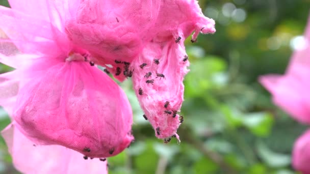 Many Small Bees Eating Food — Stock Video