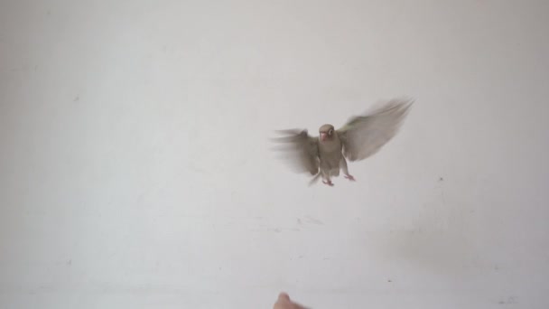 Lecą Parakeet Policzki Zielony Lub Zielono Policzki Conure — Wideo stockowe