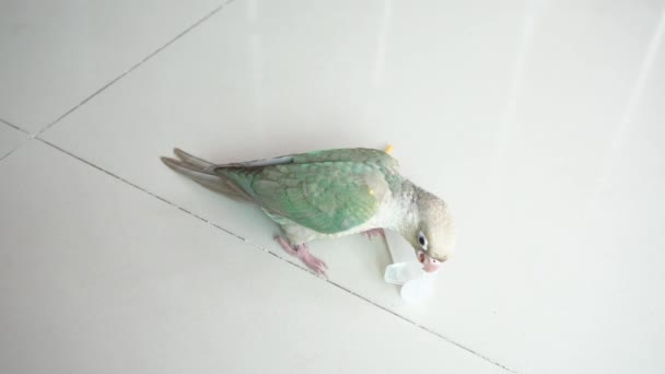 绿脸鹦鹉或绿面颊的椰子在瓷砖地板上咬注射器 — 图库视频影像