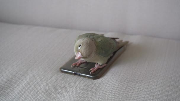 Green Cheeked Parakeet Green Cheeked Conure Biting Smartphone Sofa — Stock Video