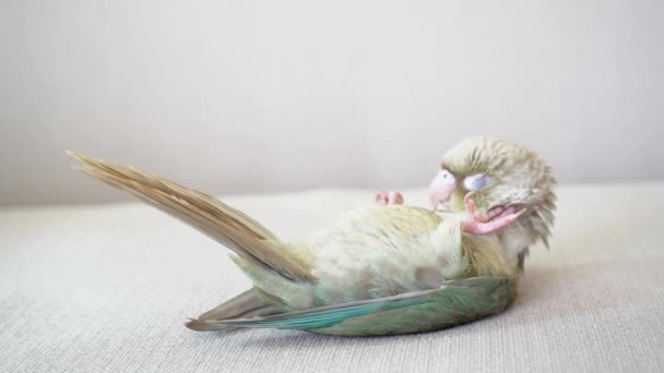 绿脸的鹦鹉或绿脸的椰子睡在沙发上 — 图库视频影像
