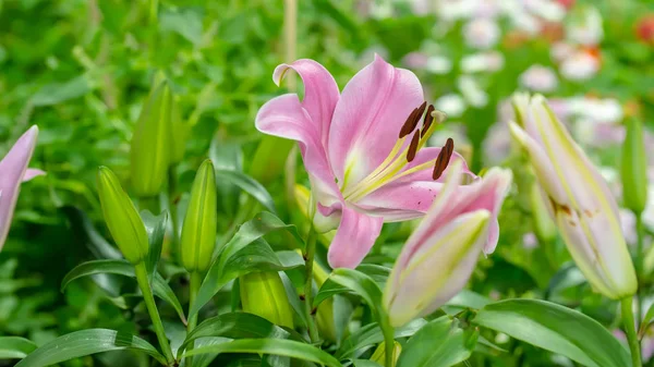 Giglio Giardino Uno Sfondo Naturale — Foto Stock