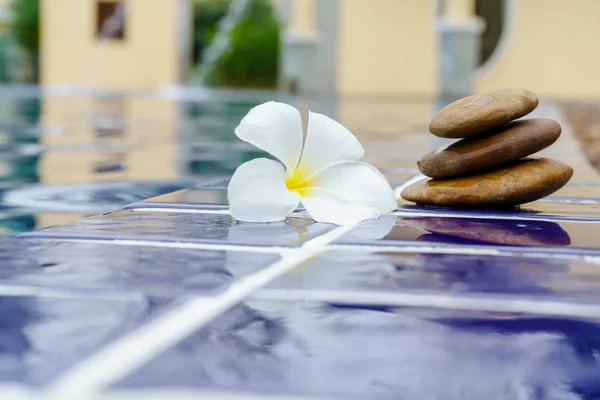 Plumeria Flores Piso Baldosas Yacía Lado Piscina — Foto de Stock