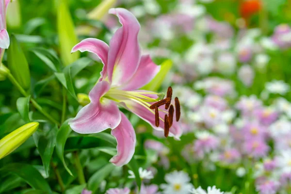 Lily Zahradě Pozadí Přírody — Stock fotografie