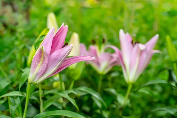 Lelie Tuin Een Natuur Achtergrond — Stockfoto